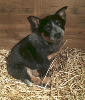 BlueHeelerPuppies